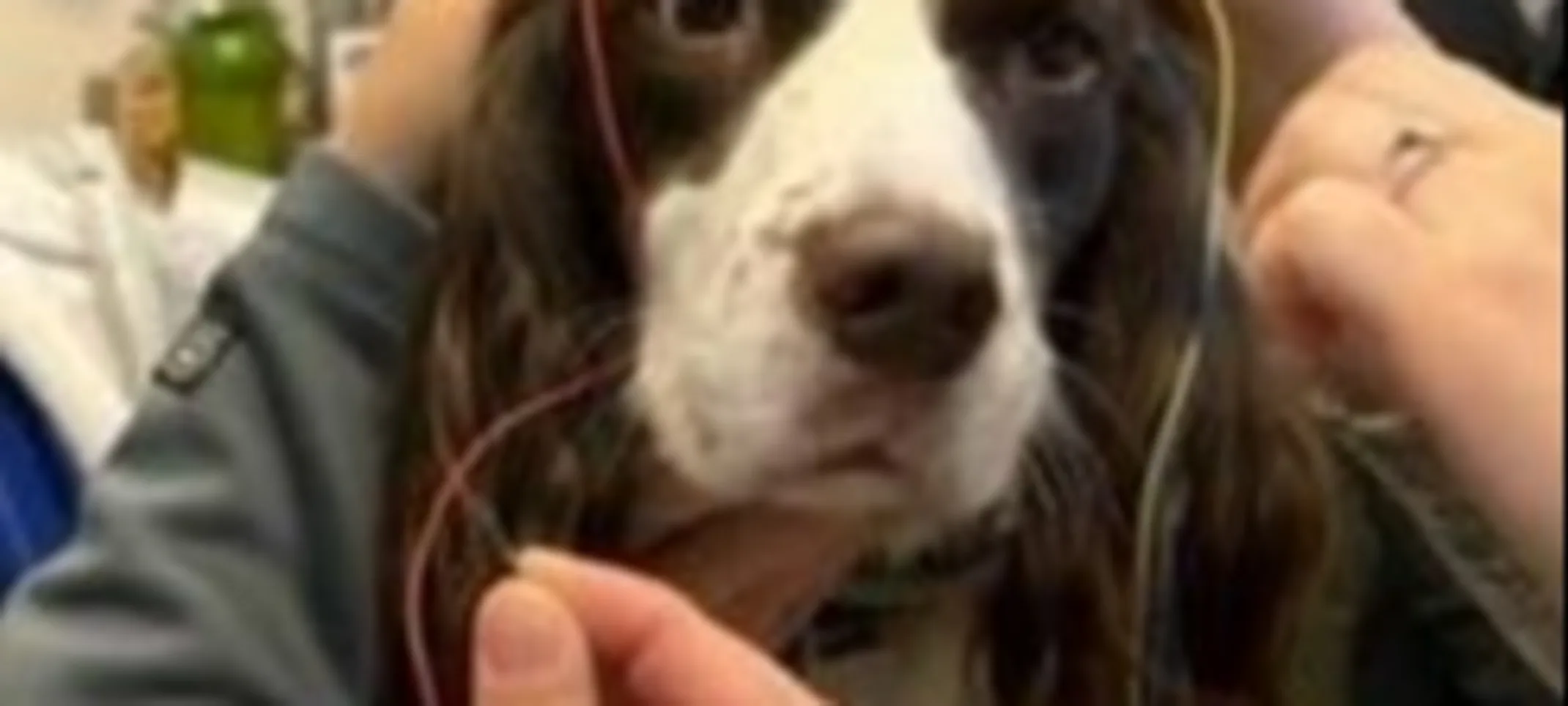 dog getting BAER hearing test